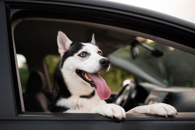 窓の外を見ているかわいい犬