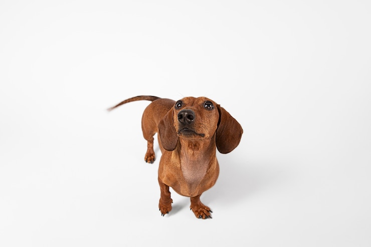 Free Photo cute dog looking up in a studio
