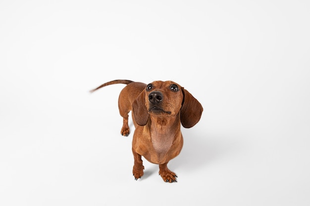 Cute dog looking up in a studio