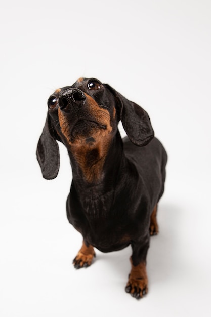 Cute dog looking up in a studio