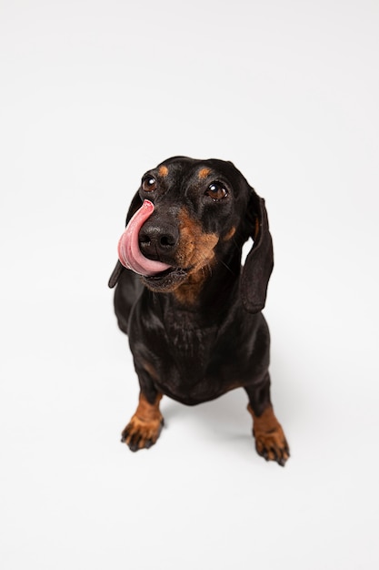 Foto gratuita cane carino che guarda in alto in uno studio