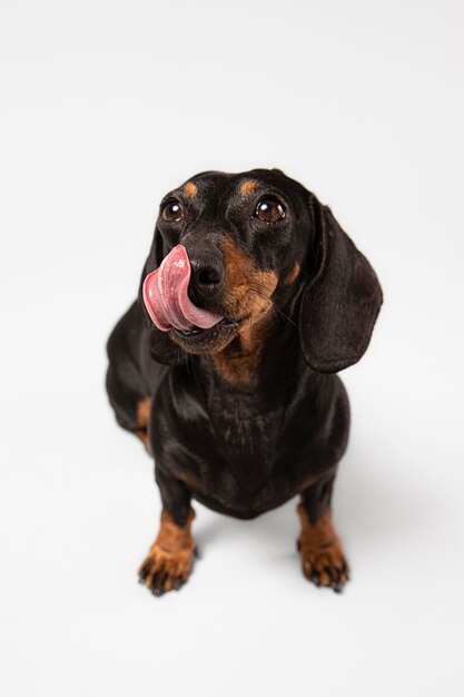 Cute dog looking up in a studio