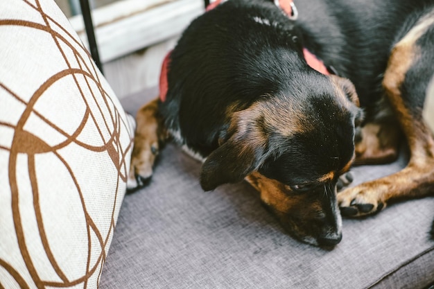 Free photo cute dog lying on grey sofa in cafe