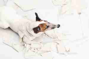 Free photo cute dog making mess with rolling paper