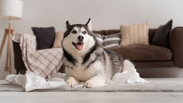 Cute dog making a mess with toilet paper