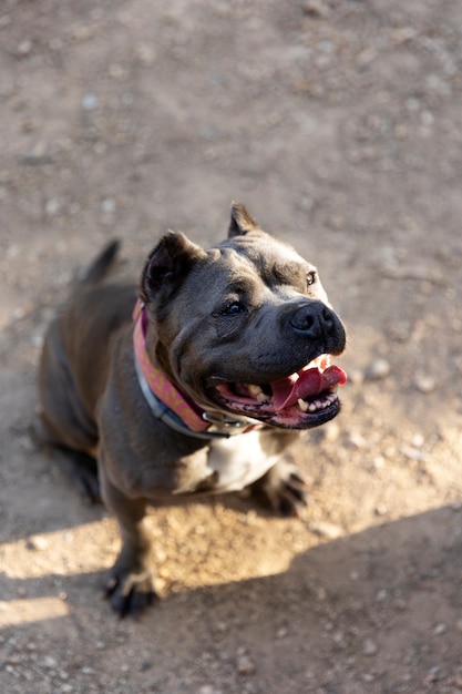 Cute dog outdoors during a training session