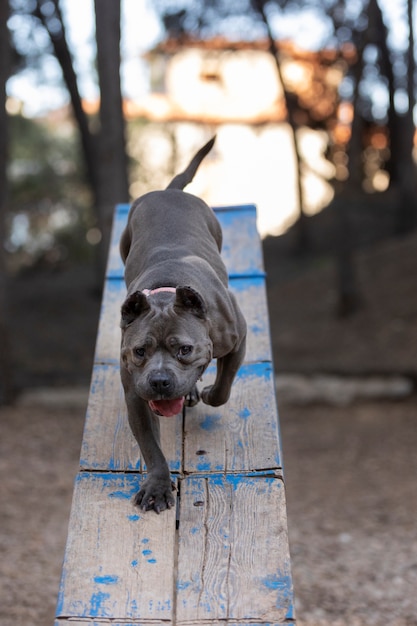 Cute dog outdoors during a training session