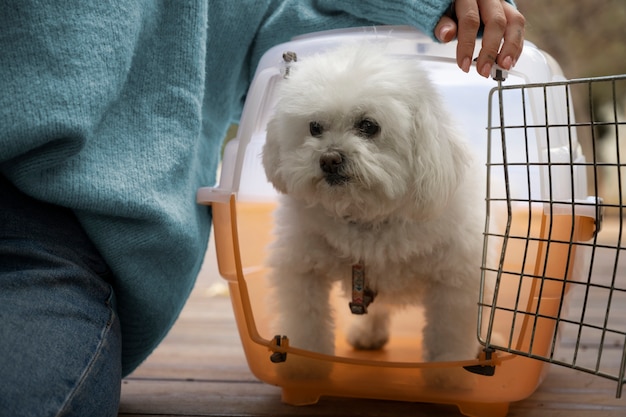 Free photo cute dog in pet carrier