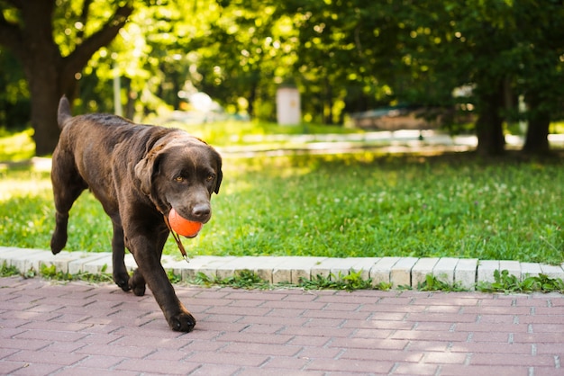 Cute dog playing with ball in garden