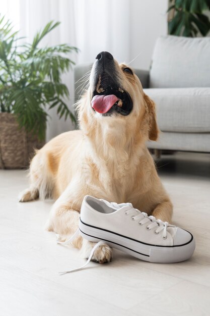 Cute dog playing with shoe indoors