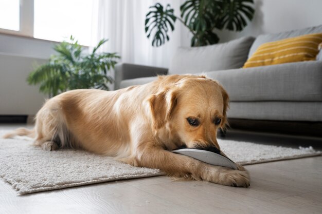 Cute dog playing with shoe in living room