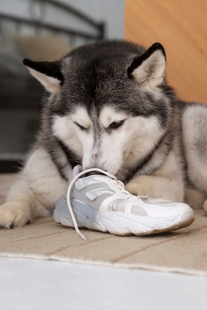 Cute dog playing with shoelace