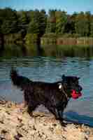 Free photo cute dog playing with toy outdoors