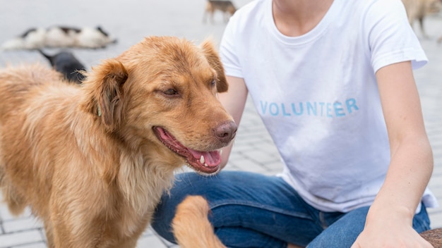 Cute dog playing with woman at shelter