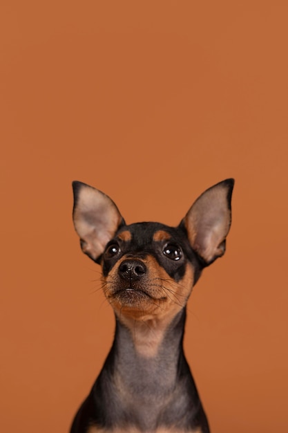 スタジオでかわいい犬の肖像画