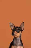Foto gratuita ritratto di cane carino in uno studio