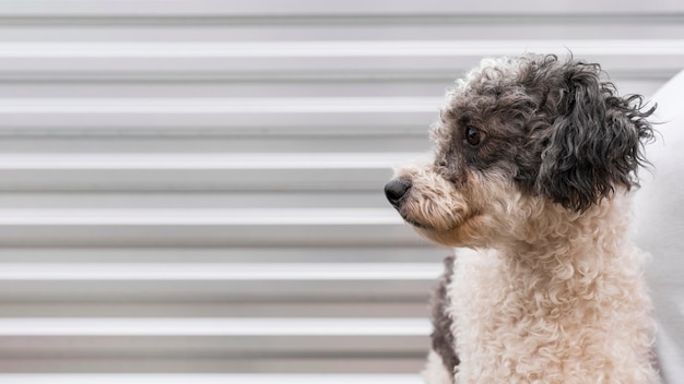 Cane carino in posa all'aperto