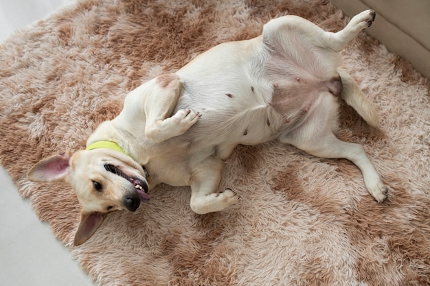 Cute dog relaxing at home