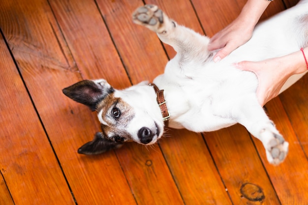 Free photo cute dog rolling over with owner