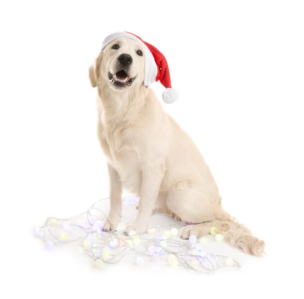 Premium Photo | Cute dog in santa hat sitting with ...