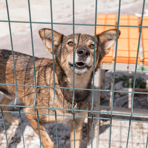 Simpatico cane nel riparo dietro il recinto in attesa di essere adottato