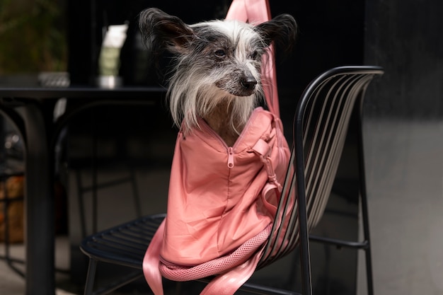 Foto gratuita simpatico cane seduto in borsa