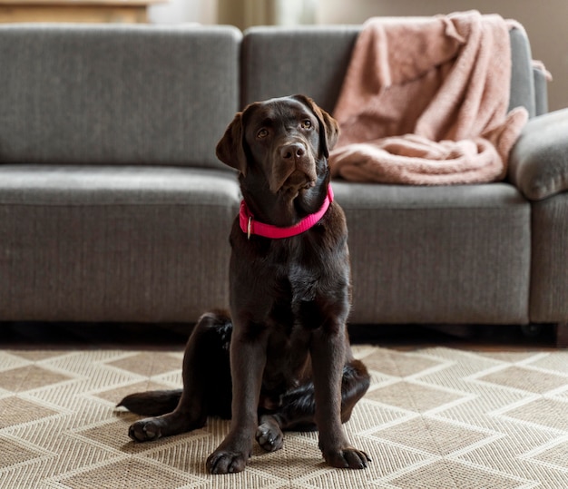 Cute dog sitting on floor