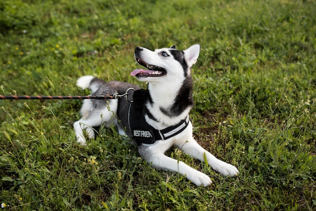 外の芝生の上に座っているかわいい犬