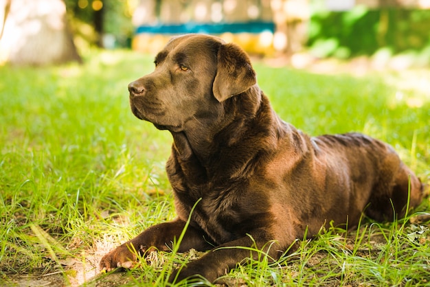 Cute dog sitting on green grass