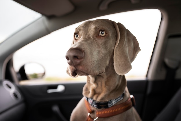 車に座っているかわいい犬