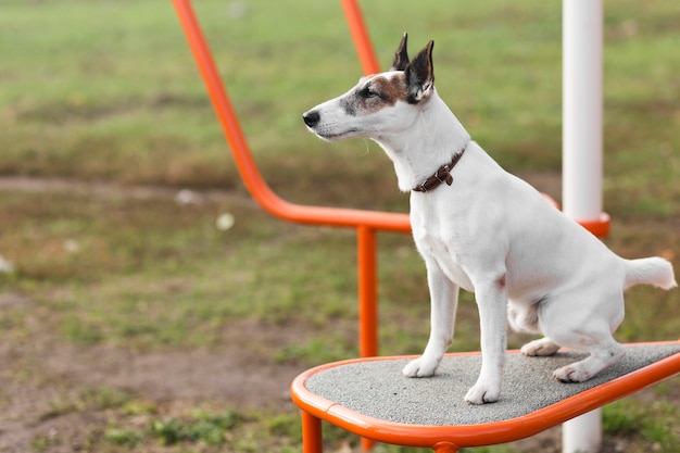 Foto gratuita cane sveglio che si siede nel parco dei bambini