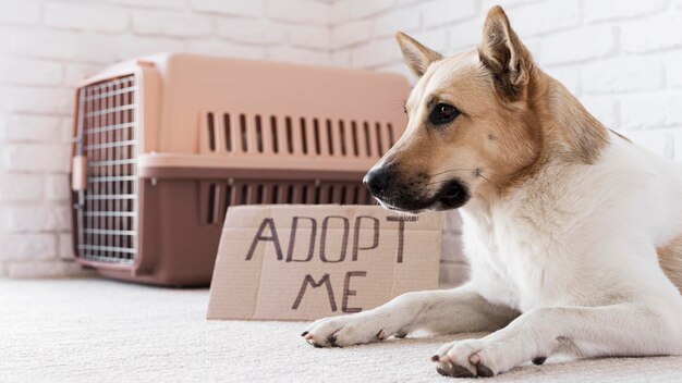 Cute dog sitting near adopt me banner