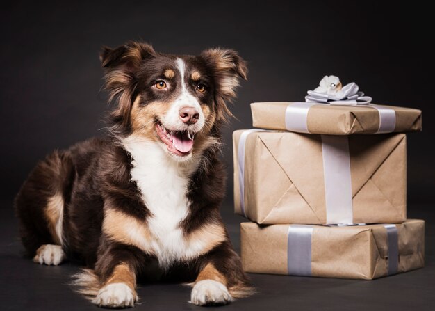 Милая собака сидит с подарками