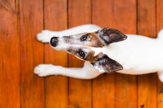 Cute dog sitting on wooden background