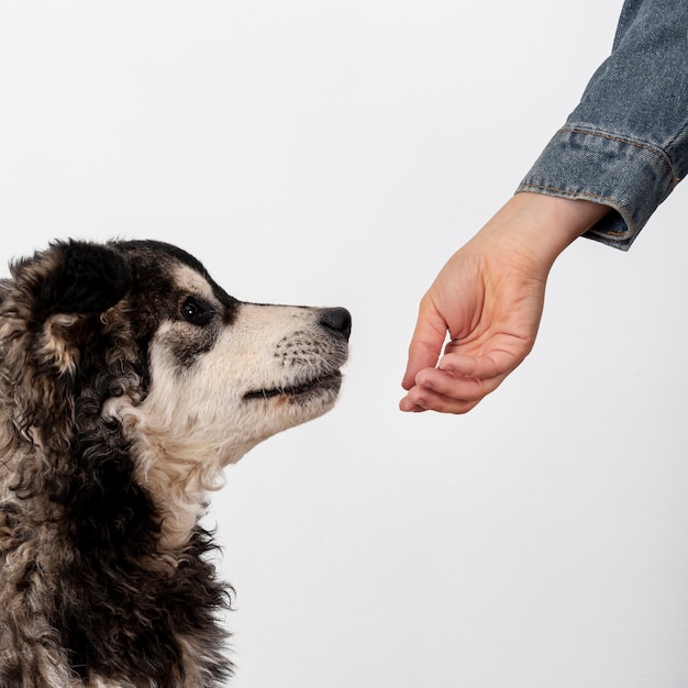 Cute dog sniffing owner hand