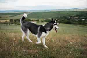 Free photo cute dog spending time in nature