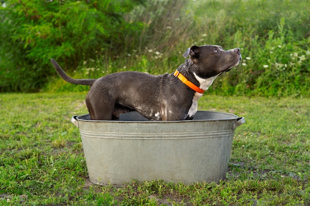 Cute dog standing in bathtub