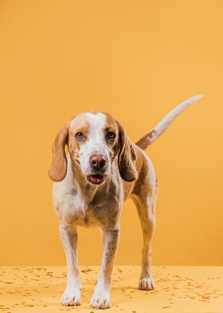 cute dog standing in front of a yellow wall