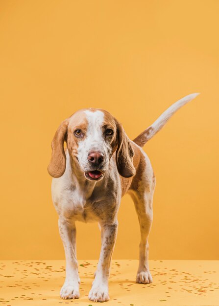 Cute dog standing in front of a yellow wall