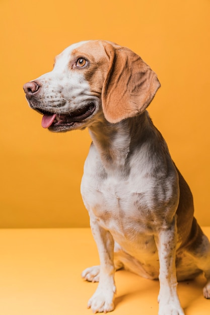 Free photo cute dog standing in front of a yellow wall