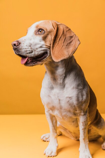 Cute dog standing in front of a yellow wall