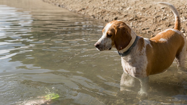 물에 서있는 귀여운 강아지