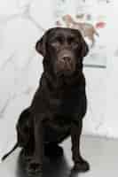 Foto gratuita simpatico cane in clinica veterinaria