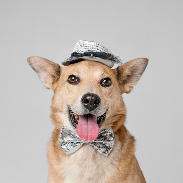 모자와 나비 넥타이를 착용하는 귀여운 강아지