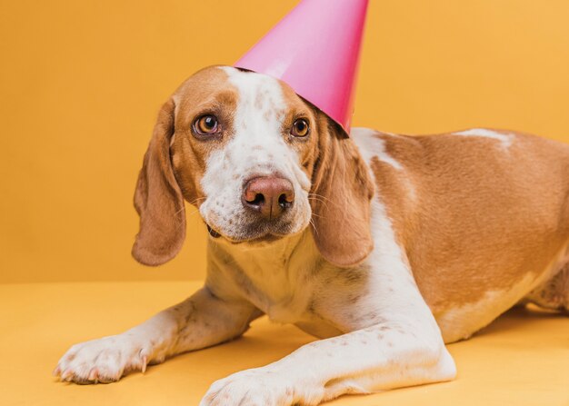 Cute dog wearing a party hat