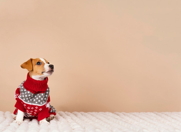 Free photo cute dog wearing sweater