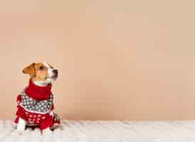 Free photo cute dog wearing sweater