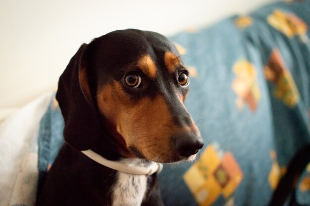 Cute dog with bright brown eyes staring