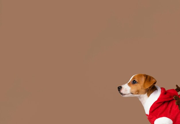 cute dog with costume and copy-space