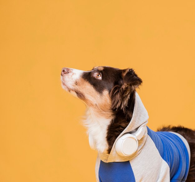 Cute dog with a costume